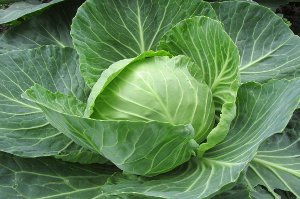 Zelí - zelenina proti rakovině, obezitě, cukrovce a stárnutí